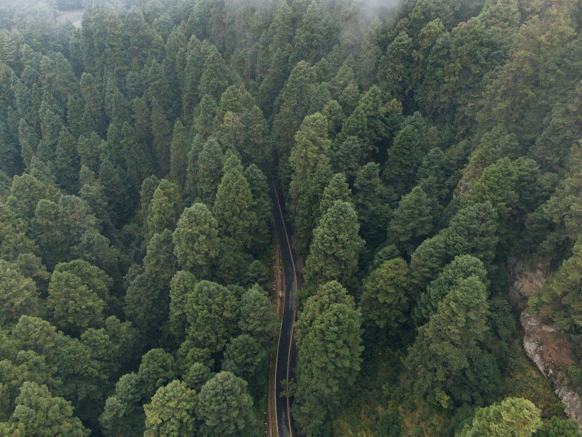 Monitoreo forestal GIS para CMPC